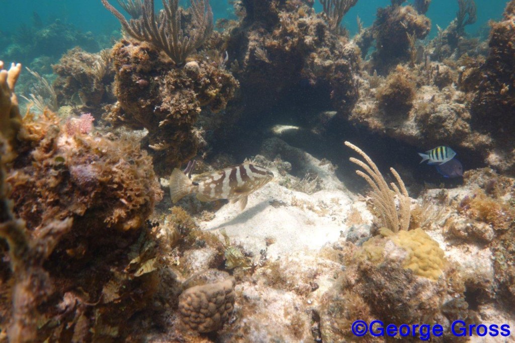 DivetripJune24a2013 006
