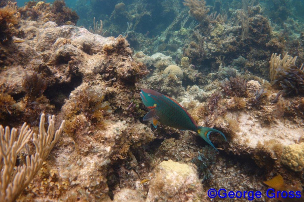 DivetripJune24a2013 022
