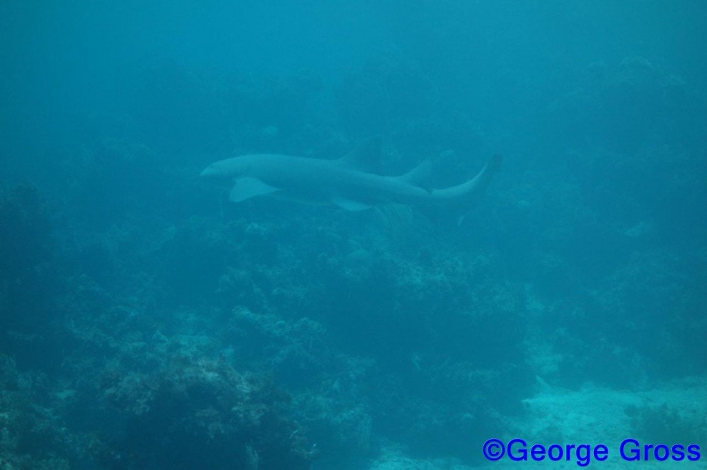 DivetripJune24a2013 023