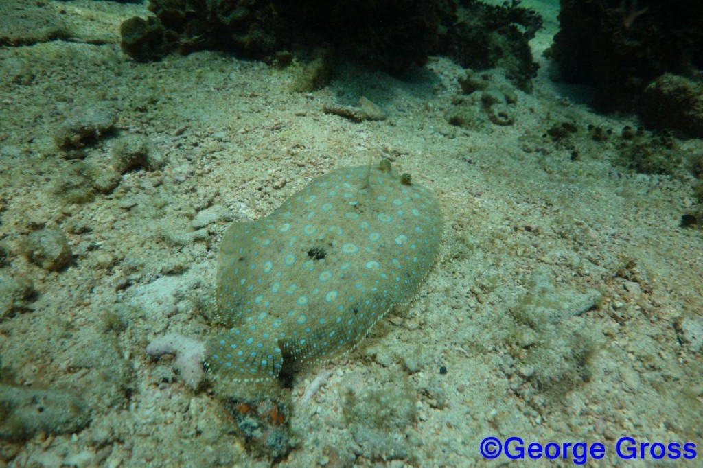 DivetripJune24a2013 048